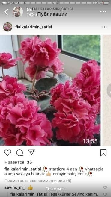 alp bənövşəsi: Fialka startiorlari 4 azn — 6