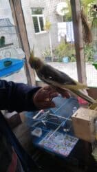 Məhsul: Nimfa tutuquşu (Cockatiel) Xüsusiyyətlər: - Rəng: sarı saçcıq