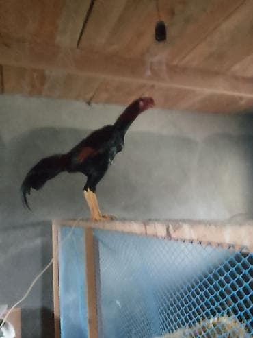 cins xoruz harda banlayar: Cücərdən böyüdülmüş xoruz - Növ: uzunboy, atletik bədənli — 1