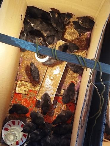 toyuq: Toyuq cücələri, Damazlıq — 5