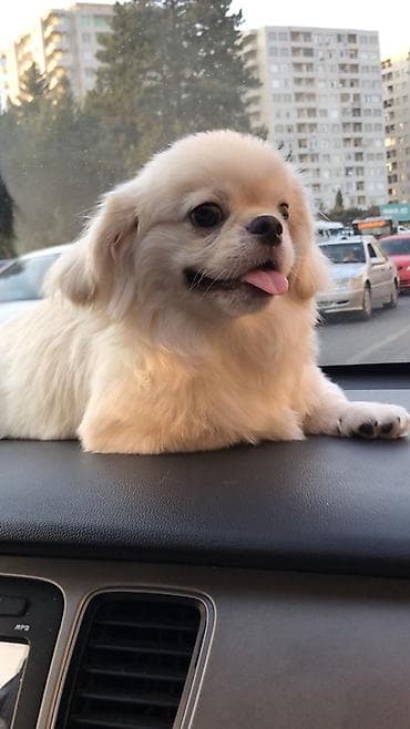 sirin it sekilleri: Pekines, Peyvəndli — 1