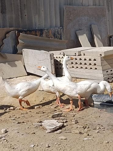 Qazlar – ağ rəngli yerli cins qarışığı - Təsvir: Şəkillərdəki sürüdə