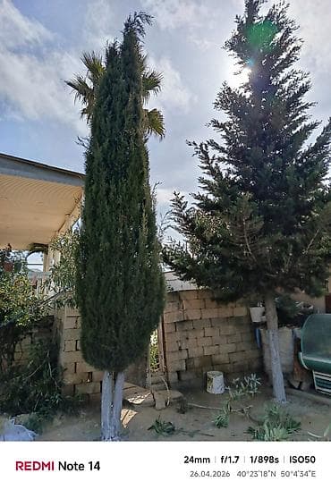 ağaç satış: Thuja (sütunvari) ağacı – landşaft üçün - Növ: iynəyarpaq, sütunvari — 2