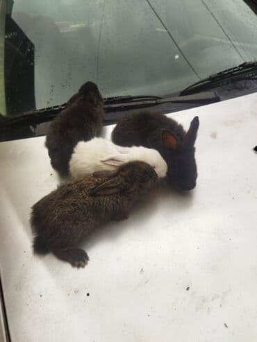 dovşan adları: Dovşan balaları satilir ünvan Bülbülədə yerləşir qırmızı balalar — 4