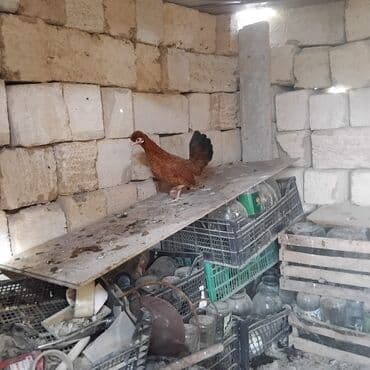 cins inekler: Toyuq, Yumurtalıq — 2