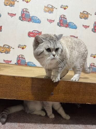 Iran Khodro: Britan — 6