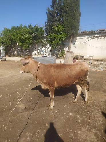 Mal-qara: Dana, buzov — 1