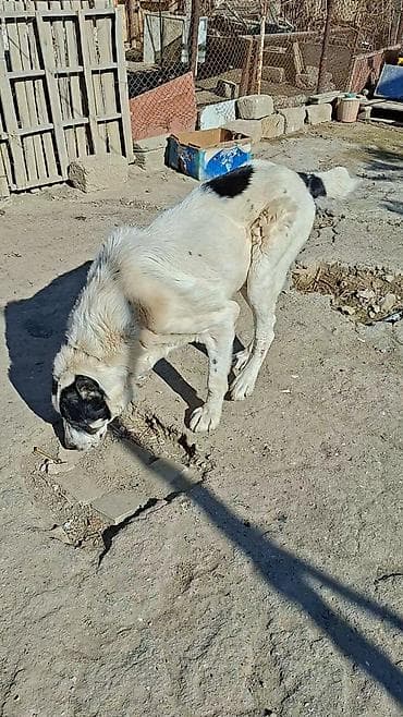 en iri it cinsi: Alabay — 5