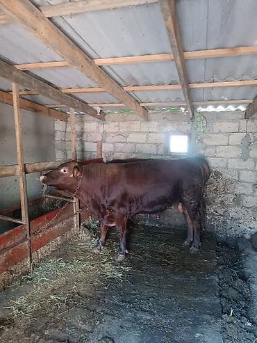 lumizin inek: 2 baş Angus danadi 2 sinin diri kq si 900 E yaxındı endirim olunacaq — 2