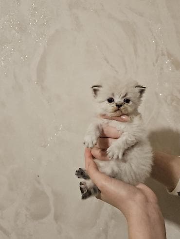 Птицы: Персидская — 2