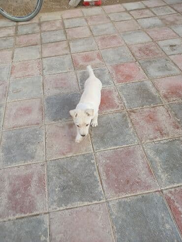 Heyvanlar üçün mallar: Balaca, krem rəngli it balası Xüsusiyyətlər: - Ağımtıl/krem rəngli — 5