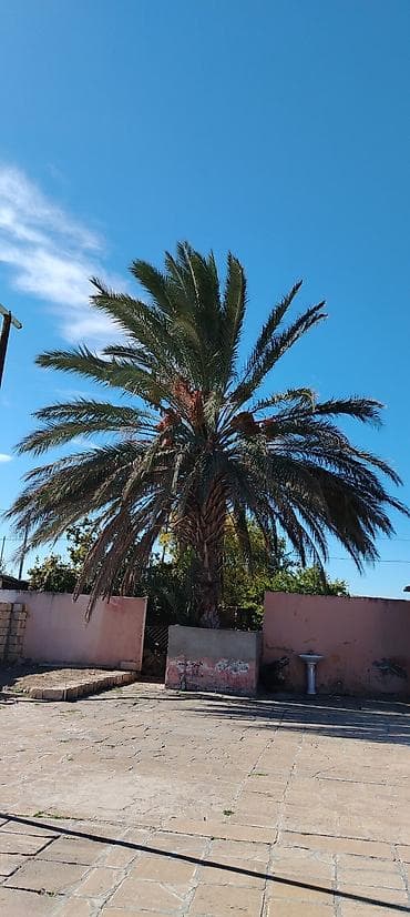 Xurma (xurma xurması) palm ağacı – iri ölçülü, illik meyvə verən -