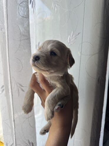 pudeler: Pudel, 1 ay, Erkek, Ünvandan götürmə — 2