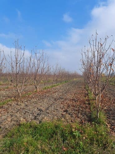 купить 1 комнатную квартиру в баку: Quba-Xaçmaz ərazisindədir Asvalt yola 5km yaxınlıqda 6 illik karmen — 2