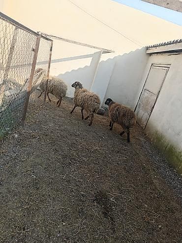 simental erkek dana: Dişi, Qala, il: 1, 50 kq, Damazlıq, Ünvandan götürmə — 3