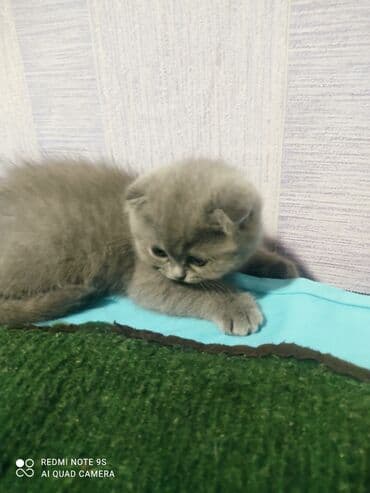 mingəcevir pişik: Şotland, Erkək, Dişi, Yaxşı əllərə, Ünvandan götürmə — 23