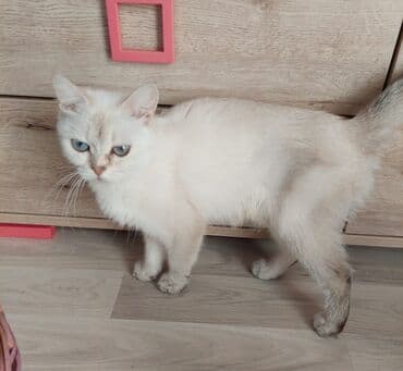 pişik blender: Şotland, Dişi, Yaxşı əllərə, Ünvandan götürmə — 4