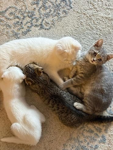 Akvariumlar: Şotland — 3