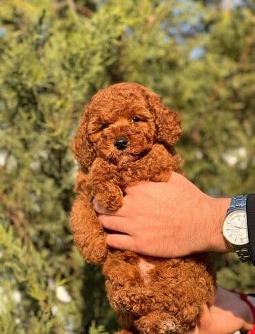 itler pulsuz: 3 Aylıqdır Cinsiyyət Dişidir Metrika Pasport ki əlaqə zəng vhatsap — 2