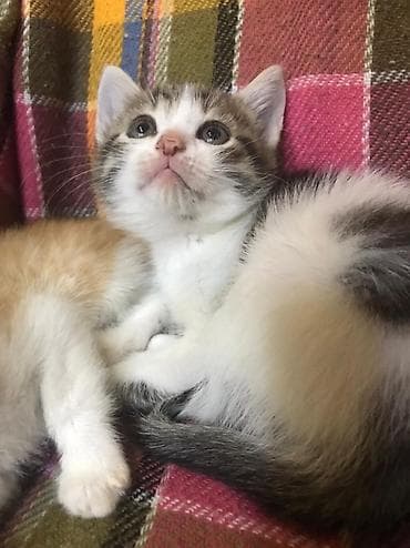 pişik pers: Şotland — 7