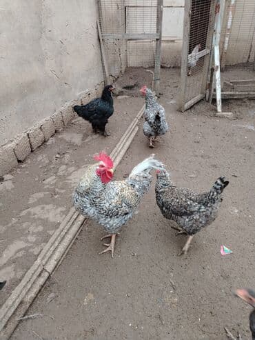 Gəmiricilər: Toyuq, Damazlıq — 1