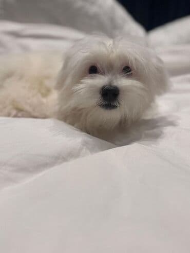собака отдам в хорошие руки: Мальтийская болонка, 7 месяцев, Самец, С прививками, Бесплатная доставка — 1