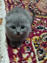 Şotland, Dişi, Ünvandan götürmə