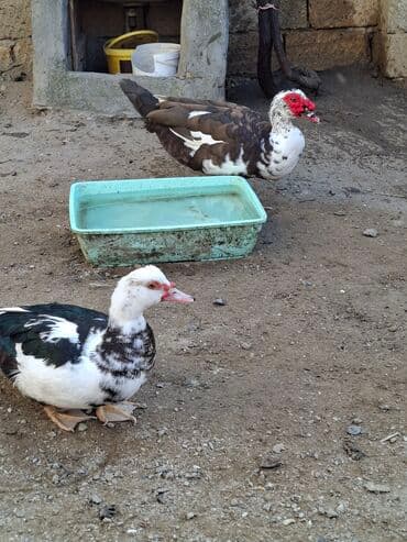 kənd toyuqlari: Ordekler tecili satilir. Təklif olunan ördəklər sağlam və yaxşı — 1
