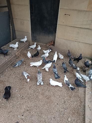 goyercin uzuyu: Seçmədə satılır kütdə — 1