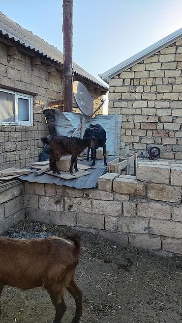 Heleb merkezi biri qarın doğub. balansında dişidi ikisi 350.unvan
