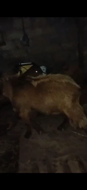 cəpis: Məhsul: Qoyun/keçi (qəhvəyi rəngdə, qulaqları sallanan, buynuzsuz tip) — 3