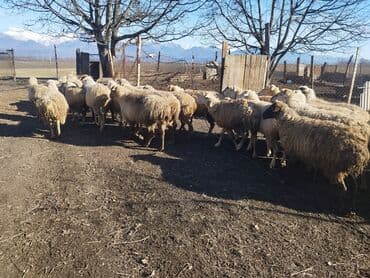 qoyun qiyməti 2024: Qoyunlar — 5