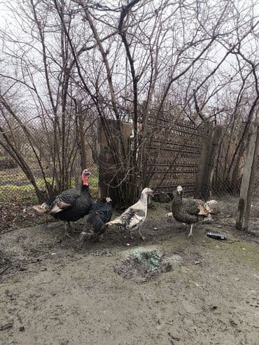 buzov satisi: Erkək, Damazlıq — 3