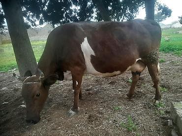 Boğaz 4 cu balası olacaq 8aylıqdı 18 20 letr de sudu olacaq