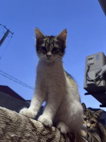 pisiylər: Yaxsi ellere sahiblendirilir
3ude disidi
3ayligdi — 3