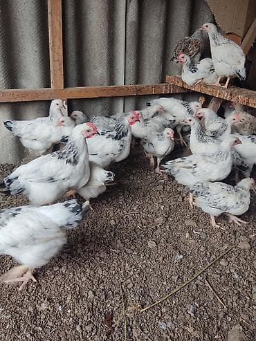 cüceler: Toyuq cücələri, Damazlıq — 3