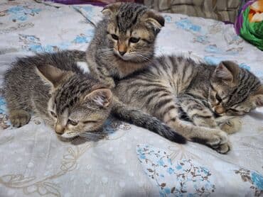 Pişiklər: Şotland, Erkək, Dişi, Yaxşı əllərə, Ünvandan götürmə — 1