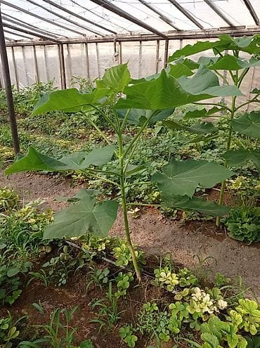 Çöl bitkiləri: Pavloniya (Adəm agaci)ağacları satılır .dunyanin ən tez böyüyən — 10