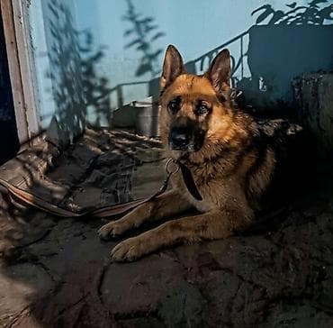 azerbaycan it adlari: Alman çoban iti, 1 il, Erkek, Peyvəndli, Ödənişli çatdırılma — 6