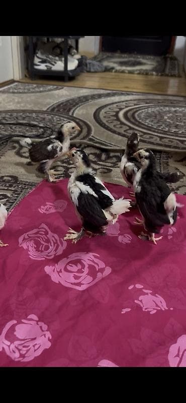 toyuq cuceler: Salam yaponka cüceler 28 günlükdüler — 3