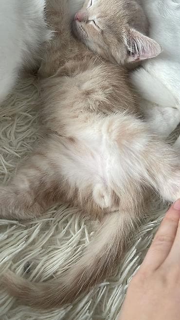 pişik cinsleri: Yaxşı əllərə — 5