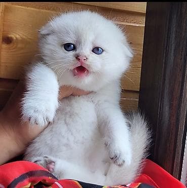 Птицы: Шиншилла — 9