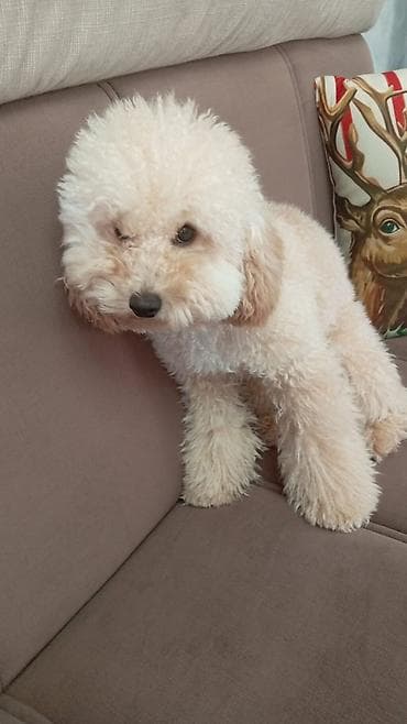 Pudel, 1 il, Ödənişli çatdırılma