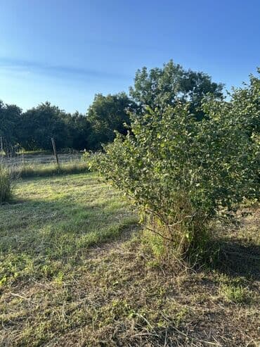 xacmazda findiq bagi satilir: Kənd təsərrüfatı — 23