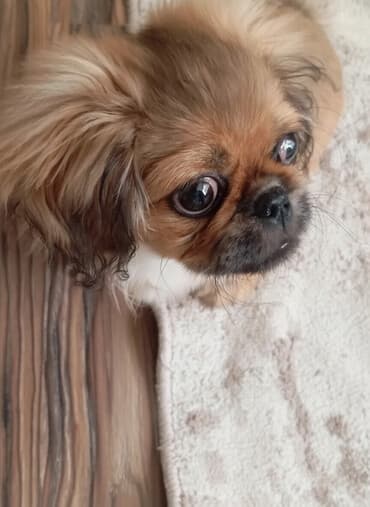 Pekines, 3 ay, Erkek lalafo.az -da Pekines, 3 ay, Erkek
