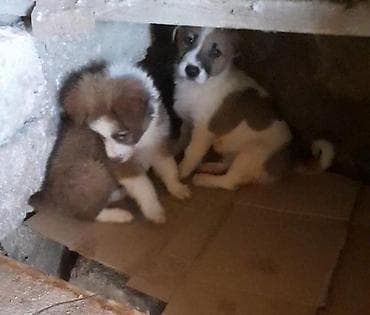 xarici it adlari: Zvonok, 4 ay, Erkek, Peyvəndli — 6