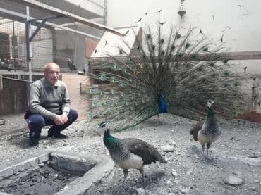 SATILIR‼️ Gəncə ş. Göy rəngli tovuz quşları mövcuddur. Bu quşlar öz