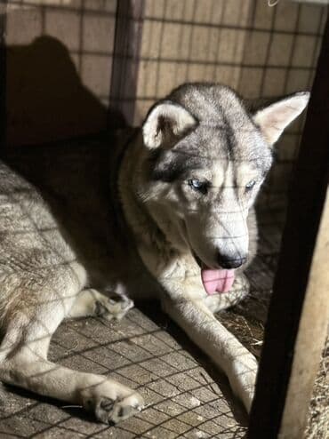 купить хаски щенка: Хаски, 1 месяц, Самец, С прививками, Платная доставка — 3