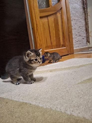 şirin pişik şekilleri: Balaca pişik balaları – şirin və oynaq balalar - Növ: ev pişiyi — 6