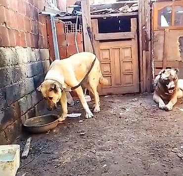 fransız buldoğu: Drakonun qizi Zara . 1 yaw 7 ay. ellewen diwidi. heyvannan — 1